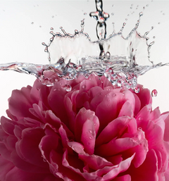 Glossy Shave Oil - Petal Bloom Razor Glide