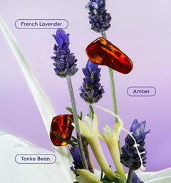 Skin Replenishing Body Wash - Lavender Latte Shower Cleanse